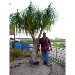 Ponytail Palm 12' Overall Height